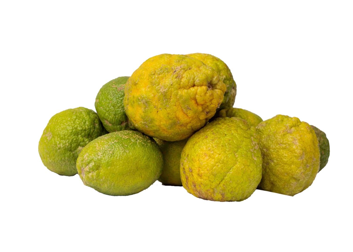 Lemon - Bush Green (kg) 1 Paint Bucket (2.7Kg)